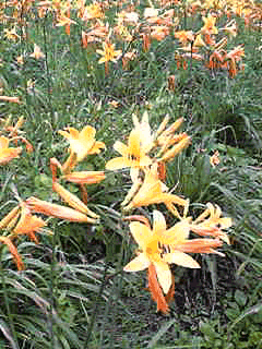 b0029459_1155784.gif