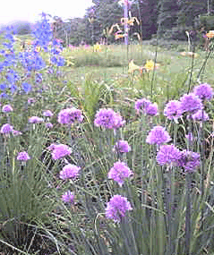 b0029459_11563277.gif