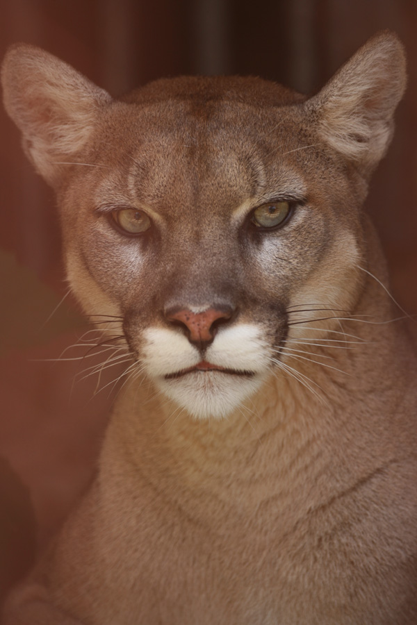 東山動物園11_e0060169_18305165.jpg