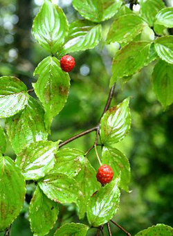 f0060424_78998.jpg
