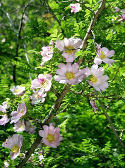 f0060424_8352958.jpg