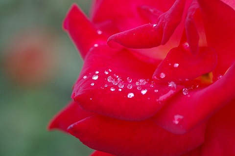 つぶつぶ on Red Roses_a0009142_23232263.jpg