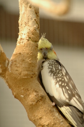 掛川花鳥園にて　～その①_b0005943_16272071.jpg