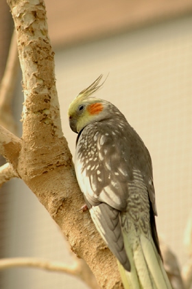 掛川花鳥園にて　～その①_b0005943_1627719.jpg