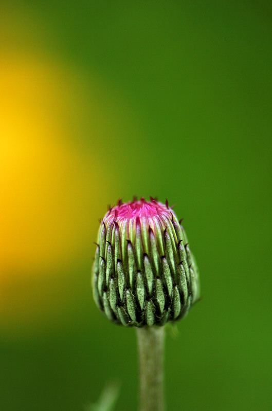 尾瀬の花たち_f0080076_21444631.jpg