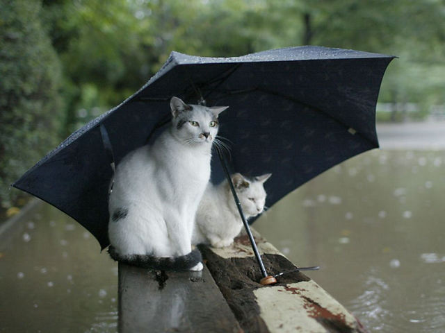 雨ですね_f0004387_01611.jpg