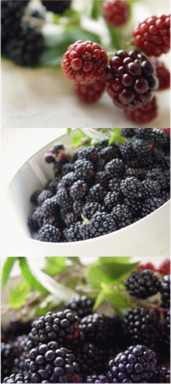 e0041500_17465493.gif