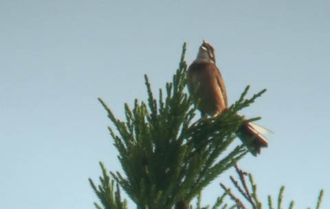 森の中のホオジロ　(Siberian Medow Bunting)_c0047906_20503595.jpg