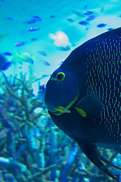 葛西臨海水族園　-　その２_b0010915_22285714.jpg