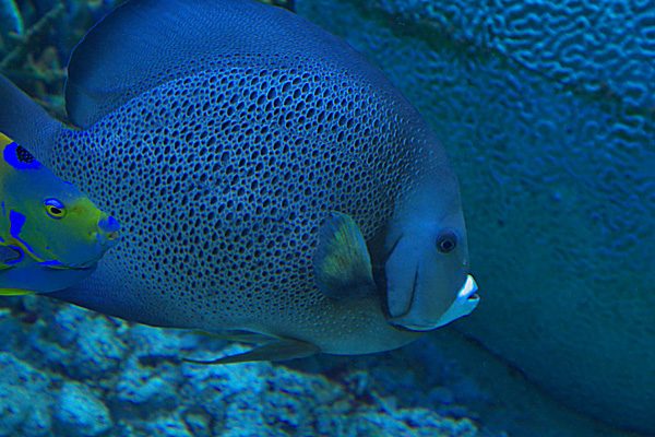 葛西臨海水族園　-　その２_b0010915_22303662.jpg