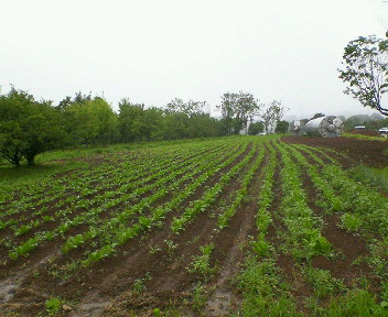 d0063218_17203989.jpg