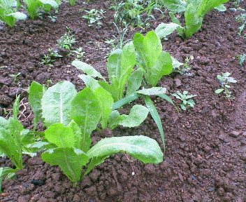 d0063218_1721783.jpg
