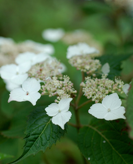 白い山紫陽花_d0072720_7345522.jpg