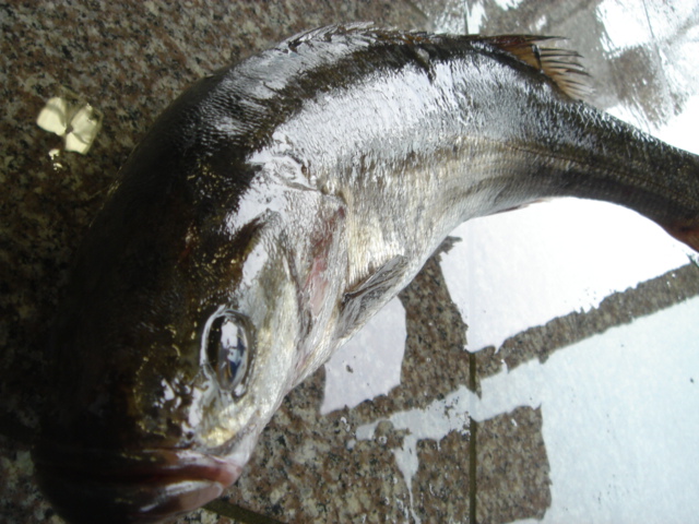 鱸 スズキ 出世しちゃうんです 魚屋三代目日記 鱸 スズキ 出世しちゃうんです 魚屋三代目日記