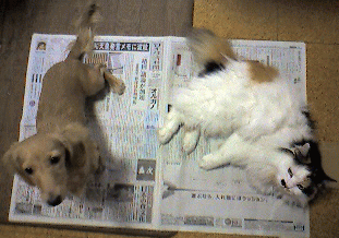 c0025852_15241045.gif