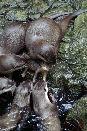 コツメカワウソ　オヤツタイム～♪_b0024758_19561839.jpg