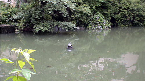 増水した池のハニワの上のカメ_a0010575_9205137.jpg