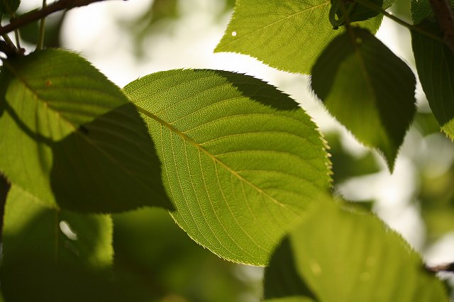 e0024081_1554783.jpg