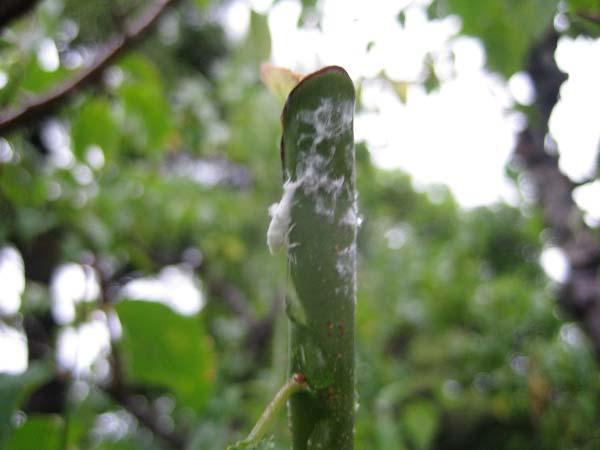 梅の木に白いものを見つけ よーく見ると動きました 昆虫ブログ むし探検広場