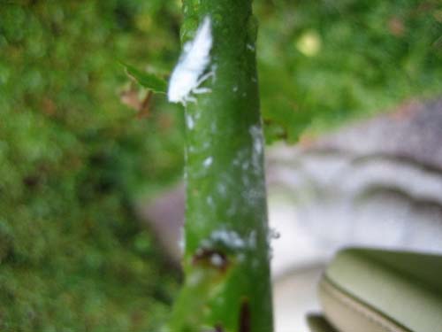 梅の木に白いものを見つけ よーく見ると動きました 昆虫ブログ むし探検広場