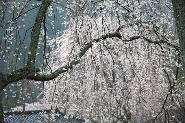 ■身延の枝垂れ桜_f0077613_19195976.jpg