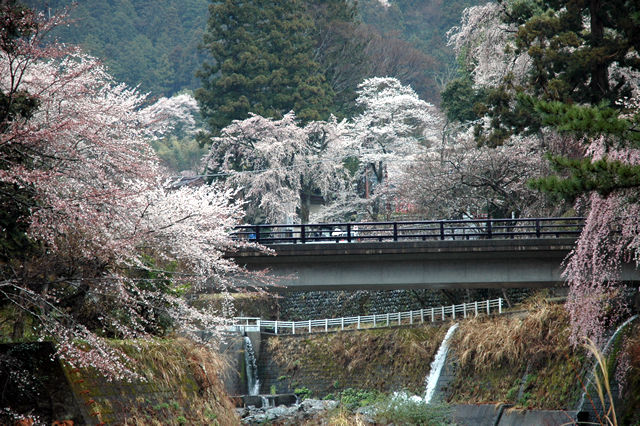 ■身延の枝垂れ桜_f0077613_19231286.jpg