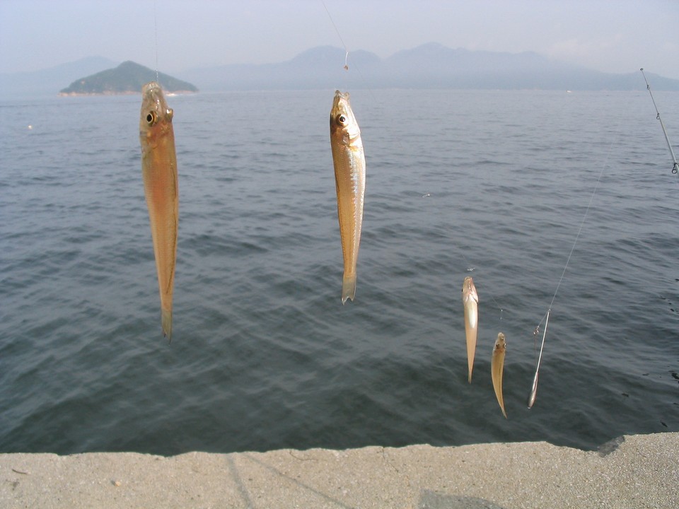 キス釣りの意外な外道 すすむの気まぐれ釣り日記