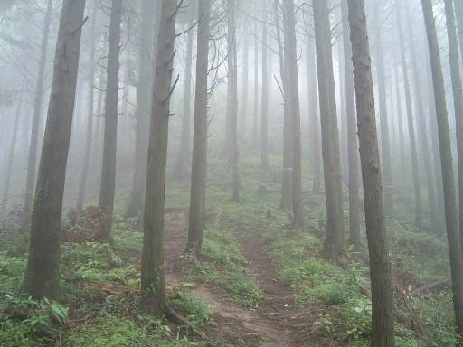 なぜか若杉山（６８１ｍ）へ_c0077338_1433130.jpg