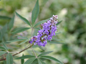 f0062055_653688.jpg
