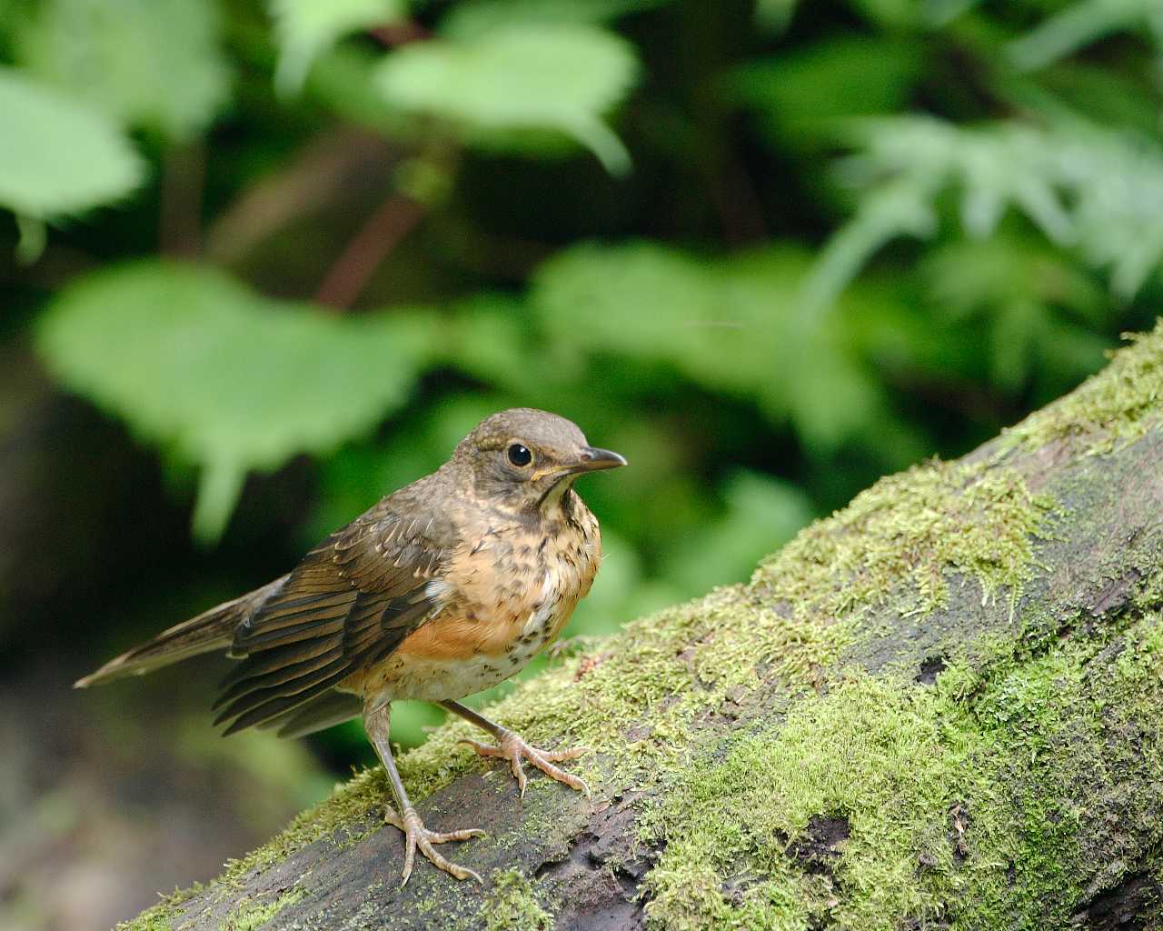 アカハラ若鳥 まだ幼さの残る野鳥の壁紙 Life With Birds 3