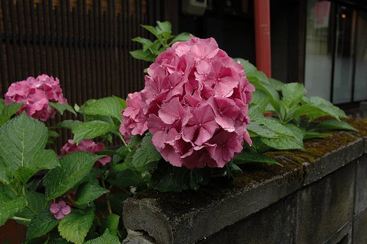 飛騨高山Ⅲ　～あじさいと朝顔_d0064000_17441443.jpg