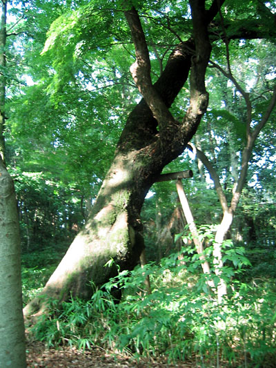 下鴨神社みたらし祭2006　森のむこうに_c0069903_794552.jpg