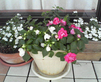 f0053714_14184.jpg