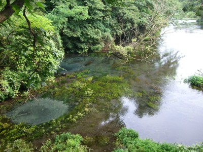 柿田川_c0006826_9182724.jpg