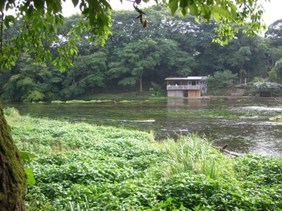 柿田川_c0006826_975390.jpg