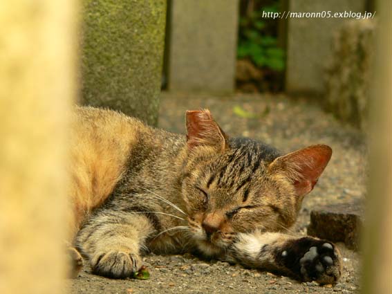 奈良・猫三昧_f0019849_14552481.jpg