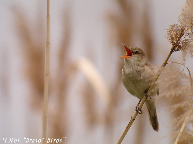 オオヨシキリ　　Oriental  Great  Reed  Warbler/ Acrocephalus  orientalis_b0069564_22342523.jpg