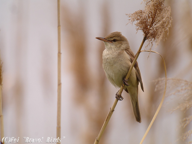 オオヨシキリ　　Oriental  Great  Reed  Warbler/ Acrocephalus  orientalis_b0069564_2234867.jpg