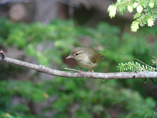 鳴き声はいっぱいするけど　ゼニトリ　ゼニトリ_c0079001_16133335.jpg