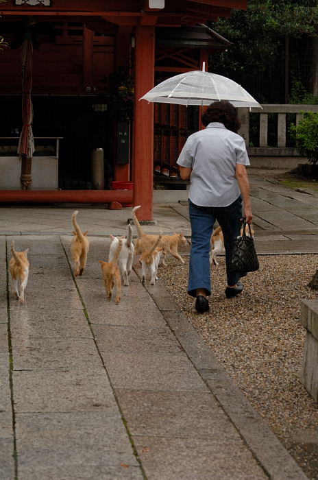 街角ニャンコ・門前雨宿り_f0032011_21541555.jpg