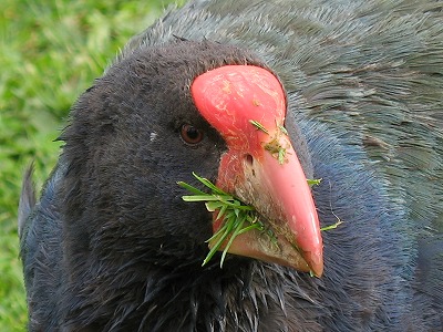 タカヘ 鳥の視点 nz写真館 2 Manuka タカヘ 鳥の視点 nz写真館 2 Manuka