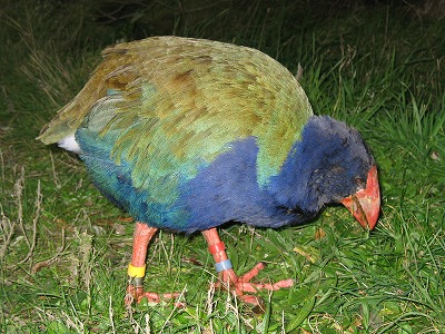 タカヘ 鳥の視点 nz写真館 2 Manuka タカヘ 鳥の視点 nz写真館 2 Manuka