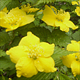 c0084954_11515340.jpg