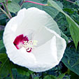 c0084954_12295347.jpg