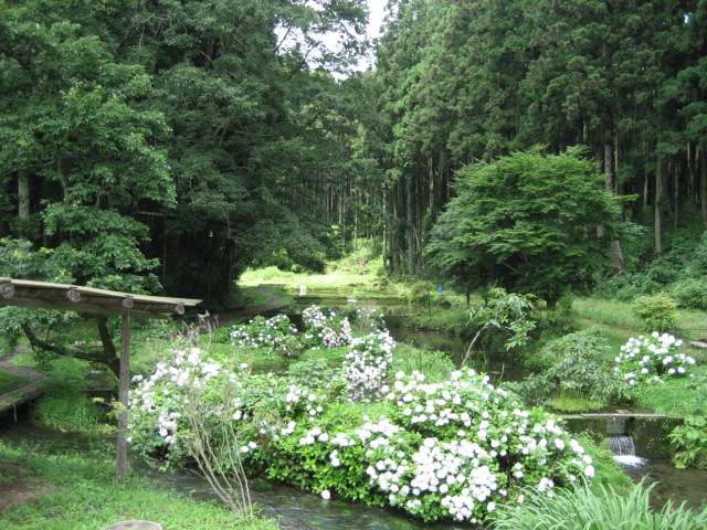 梅雨の晴れ間_a0079259_10553182.jpg