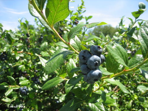 Blue Berry！！_c0060573_60329.jpg