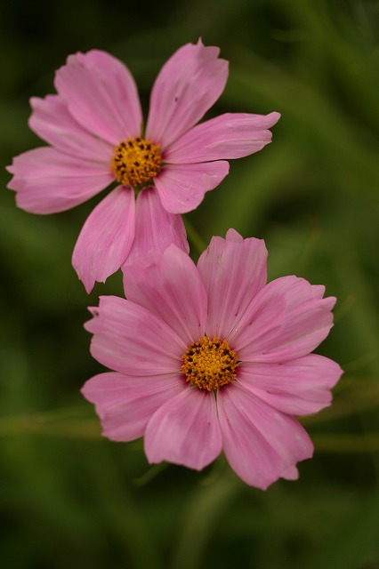 e0024081_1444334.jpg