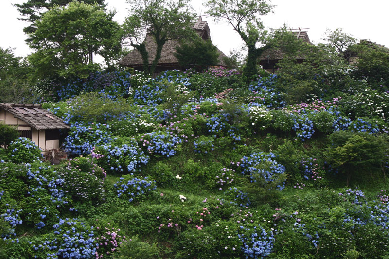 紫陽花Ⅰ　　　～普門寺編～_e0045106_23351877.jpg