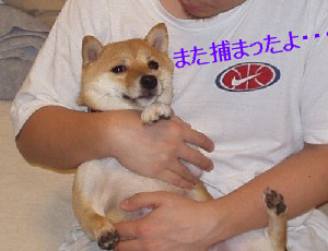 犬猿（Ottoくん）の仲？_f0004309_16105795.jpg