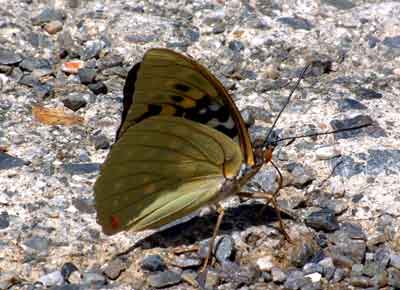 e0001110_239083.jpg